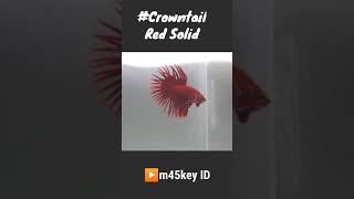 Cupang Serit Crowntail Super Red [upl. by Elset]