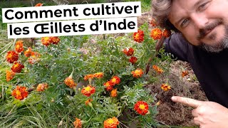 Comment cultiver les ŒILLETS dINDE [upl. by Eisse148]