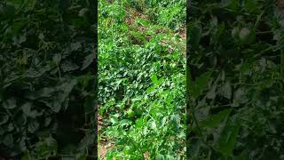 Tomato 🍅 ki shandr kheti in drip irrigation Jaipur Rajasthan [upl. by Attenaz923]