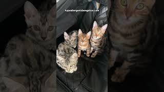 Bengal Cats for Sale Florida [upl. by Thompson]