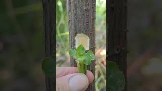 Easy Plants Grafting plants grafting tree graft nature farming fruittrees yt [upl. by Wheaton]