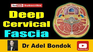 Deep Cervical Fascia Anatomy of the Investing Pretracheal and Prevertebral Fascia Dr Adel Bondok [upl. by Yenobe769]