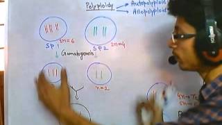 Polyploidy [upl. by Goldstein205]