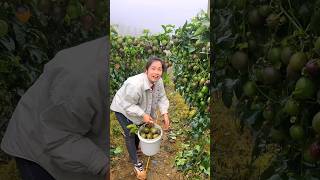 Amazing Landscape of Delicious Passion Fruit Farm  Passion Fruit Harvesting shorts satisfying [upl. by Jamel143]