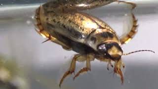 Ostracods Diving beetles Water Boatmen and a Backswimmer [upl. by Sharon]