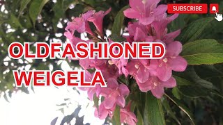 Oldfashioned Weigela or Weigela Florida [upl. by Urba]