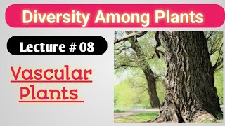 VASCULAR PLANTS  Class 11 Botany [upl. by Aisined]