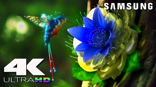 4K ULtra HD  SAMSUNG UHD Demo׃ LED TV [upl. by Hillier527]