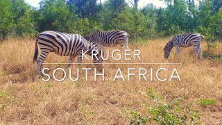 Exploring South Africa 🇿🇦  Kruger National Park [upl. by Branca]