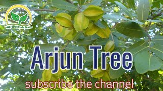 Arjun tree  Terminalia arjuna  KhetiBadiTV [upl. by Ahsinel84]