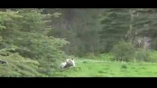 Grizzly charge captured by BC filmmakermp4 [upl. by Triny]