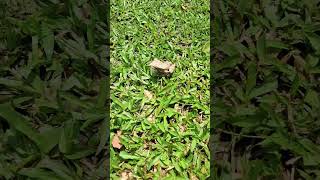 White tree frog 🐸 nature  garden [upl. by Ahcorb]