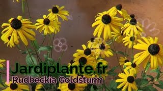 Rudbeckia Goldsturm Jardiplantefr [upl. by Arremat]