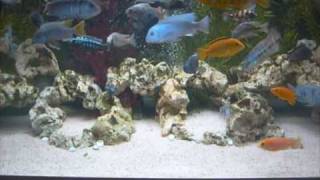 AFRICAN RIFT LAKE CICHLIDS TANK 1209 [upl. by Aiym]