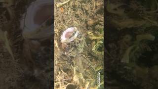 Sculpin yawns🥱 onderwaterverhalen onderwaterwereld underwaterworld jeanettekamphuis [upl. by Lankton177]