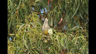 Birds of Tasmania [upl. by Eenahpets]