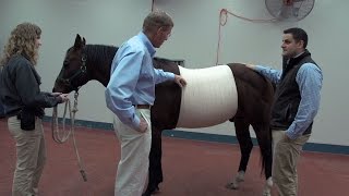 Equine Veterinarians Examine Benefits of Abdominal Bandages [upl. by Aisya]