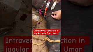 Intravenous injection in jugular vein l dr Umar khan [upl. by Ladew159]