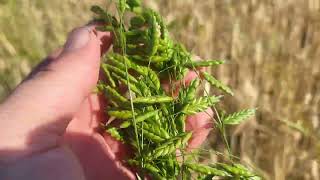 Rye brome Bromus secalinus a forgotten wild cereal of Europe Its grains eaten till early 20 th c [upl. by Herodias967]