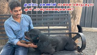 ഇസ്ലാം മതത്തിൽ നായയെ തൊട്ടുകൂടെ Are Dogs Haram in Islam [upl. by Hoes]