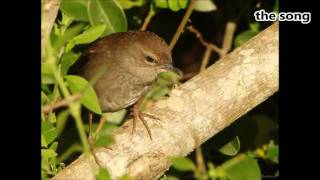 Barratts Warbler two calls [upl. by Botzow]