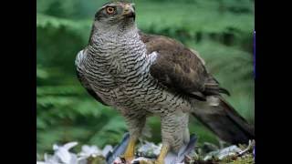 Habicht Accipiter gentilis Vogelstimme [upl. by Atsev166]