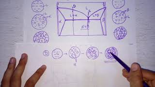 Lecture 17 Microstructures on eutectic and eutectoid phase diagram [upl. by Fidel]