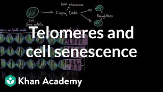 Telomeres and cell senescence  Cells  MCAT  Khan Academy [upl. by Chadburn]