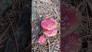 Amanita 🍄🍄🍄🍄🍄🍄muscaria [upl. by Bruce69]