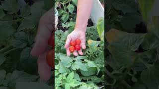 Greenhouse Garden Growing organic vegetables in California [upl. by Latsyk160]