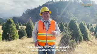 Investigación y desarrollo de proyecto para conservar el Pseudotsuga en Bosque Esmeralda Edo Mex [upl. by Viscardi570]