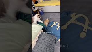 When you have a cat and a dog at the same timecats cats catlover catvideos fy fypシ゚ fyp [upl. by Ress854]