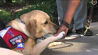 Service Dog Helps Veteran with PTSD [upl. by Southworth]