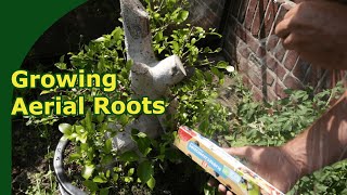 Stimulating aerial roots on ficus bonsai [upl. by Helge160]