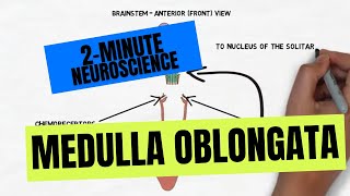 2Minute Neuroscience Medulla Oblongata [upl. by Esilec220]