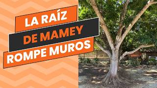 La Raíz del Árbol de Zapote Mamey ES Capaz de Romper Muros [upl. by Eiram]