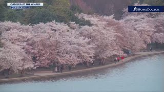 Cherry Blossom Bloom Cam  FOX 5 DC [upl. by Oniuqa534]