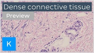 Dense connective tissue types and function preview  Human Histology  Kenhub [upl. by Nnairol]