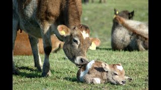 Bovine Colostrum  Not Just for Baby Cows [upl. by Dabbs]