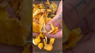 Chanterelle Girolle Tagliolini  STRAKERS [upl. by Eselehs]