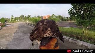 FALCONRY hunting with crested goshawk berburu menggunakan elang Her first season in 2019 [upl. by Kessiah]