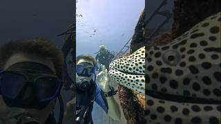 Up Close with moray eel viral scubadiving sea gopro fish eel teeth Hunting closeencounter [upl. by Eelah662]