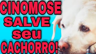 COMO TRATAR CINOMOSE DO CACHORRO [upl. by Leta]