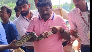 Horrifying snake bite caught on camerarussellvipertrendingvideosnakevideopython cobravizagbts [upl. by Atinehc947]