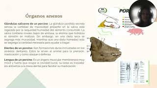 Tarea 3  anatomía y fisiología de monogastricos [upl. by Friedlander]