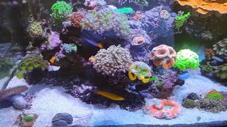 how to get your copepods to reproduce faster in reef tank [upl. by Ladnik114]