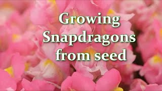 How to grow snapdragons or antirrhinum from seed  Alexas Garden [upl. by Carlie32]