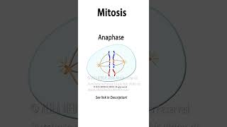 Mitosis Animation science medicalanimation celldivision biology mitosis cellbiology [upl. by Lertnom]