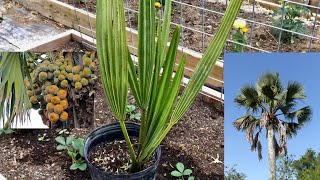 New Borassus Aethiopum African fan palm [upl. by Dj637]