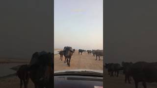 buffalo blocked our way 😲wildlife animals animal shortsvideo shorts earthcreatures1813 [upl. by Bethezel]